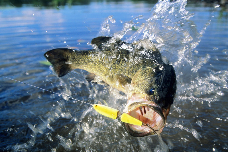 Lures